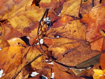 Full frame shot of autumn leaves