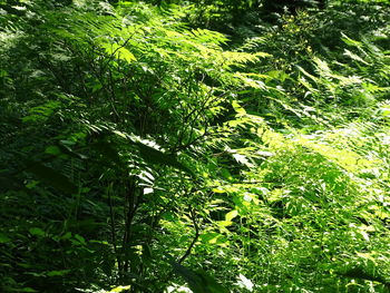 Full frame shot of trees