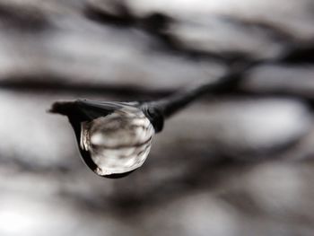 Close-up of plant against blurred background