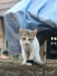 Close-up of cat