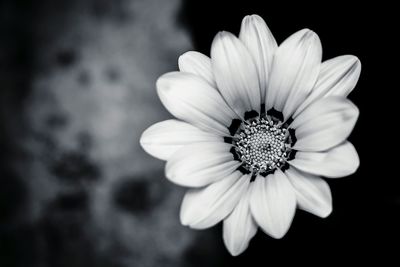 Close-up of pink flower