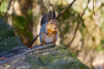 Squirrel on a tree