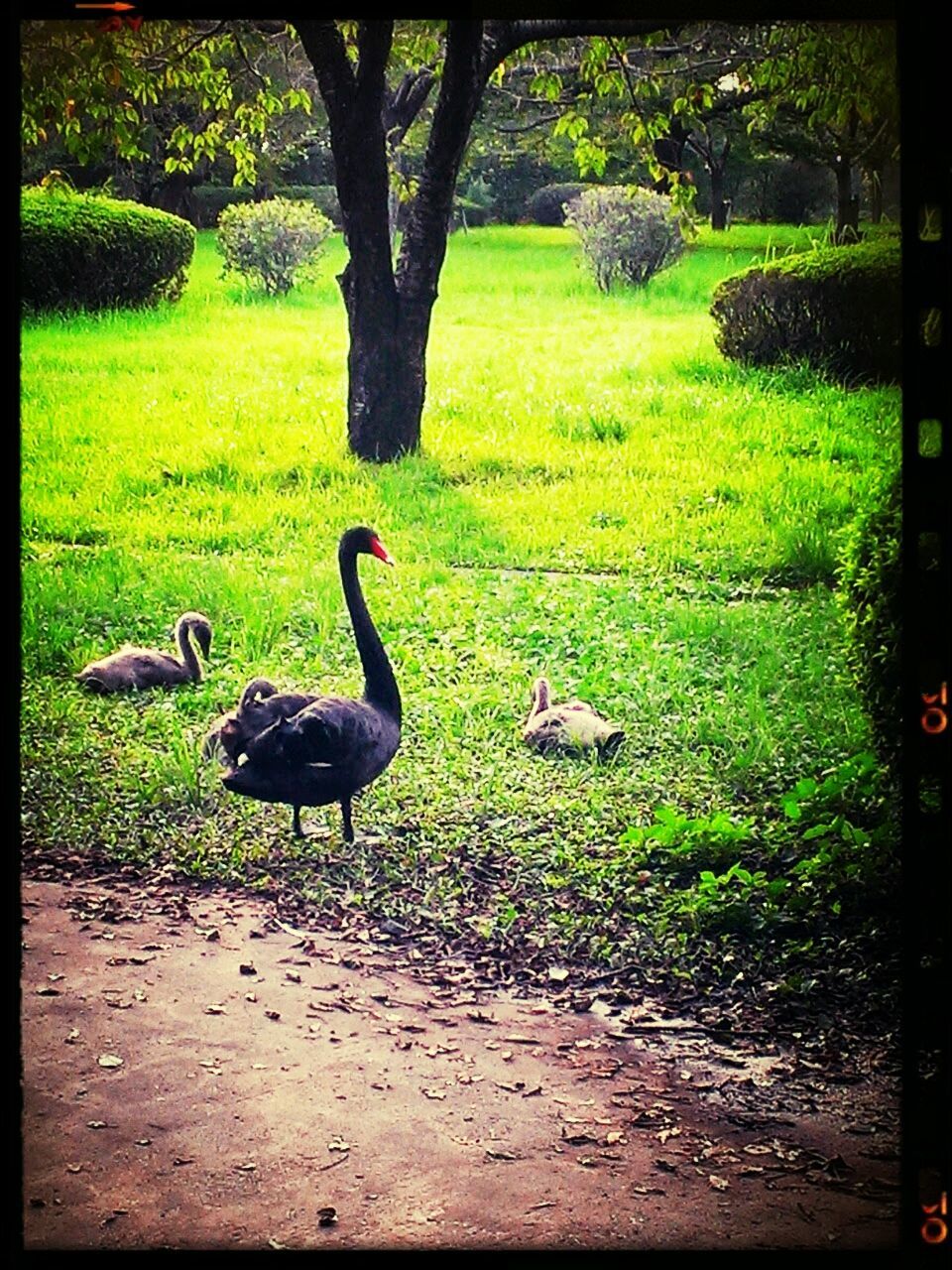 transfer print, bird, animal themes, wildlife, animals in the wild, auto post production filter, grass, field, green color, nature, tree, duck, one animal, grassy, growth, park - man made space, day, outdoors, full length, sunlight