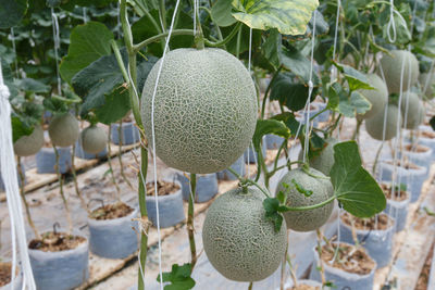 Close-up of fruits growing on tree