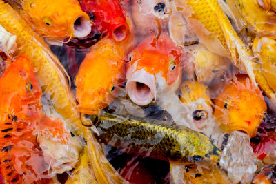 Close-up of koi fish in sea