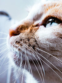 Close-up of cat looking away