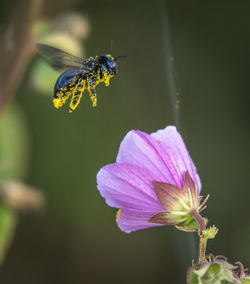 Close-up of insect pollinating on purple flower