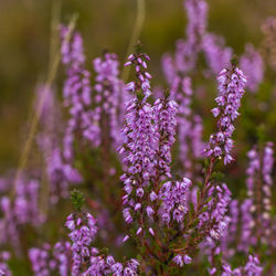 Close-up of purple flowering plants on field