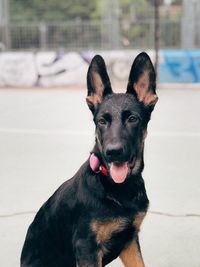 Germán shepherd puppy