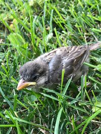 Close-up of a duck on a field