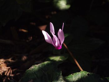 Close-up of pink crocus flower