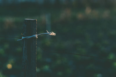 Close-up of bird on wooden post