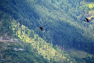 Bird flying over a forest