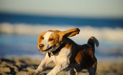 Beagle puppy running on sand at beach