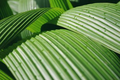 Close-up of palm tree leaves