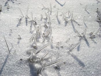 Close-up of frozen ice