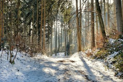 Trees in forest