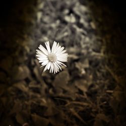 Close-up of white daisy flowers