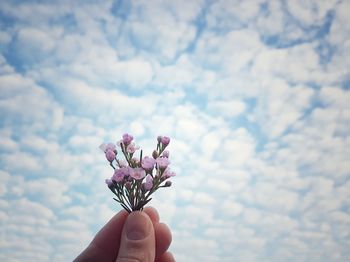 Close-up of hand holding purple flowering plant against cloudy sky