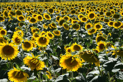 Full frame shot of sunflower field
