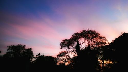 Silhouette of trees at sunset