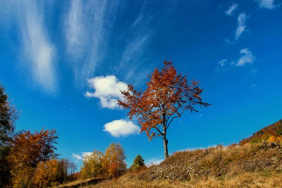 Low angle view of trees against blue sky