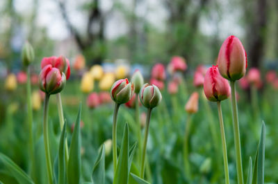 Close-up of tulips on a hill