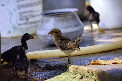 Selective focus of cute little chicks on the ground