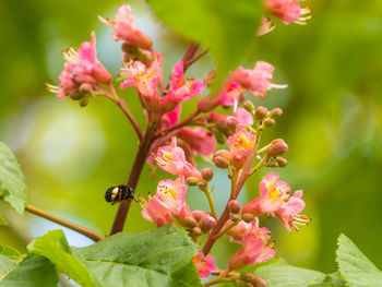 Close-up of insect on pink flower, bee on red horse-chestnut tree blossoms