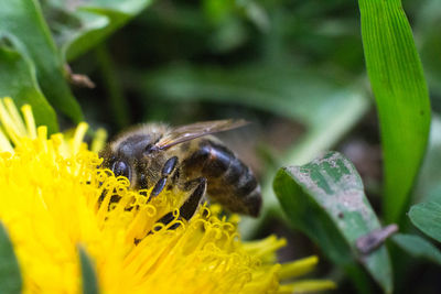 Close-up of yellow flower