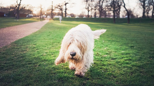 Close-up of white dog on grassy field