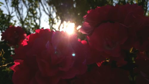 Close-up of pink flower