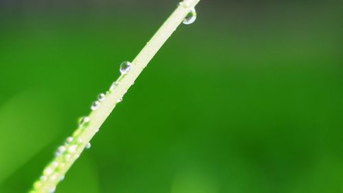 Close-up of fresh green grass