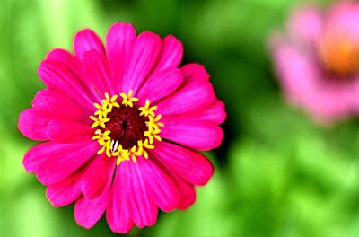 Close-up of pink flower