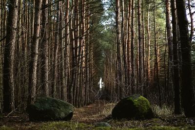 Trees growing in forest