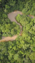 High angle view of trees in forest