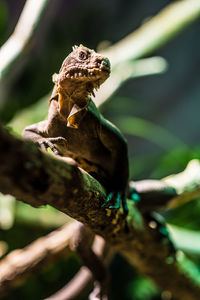 Close-up of a lizard on branch