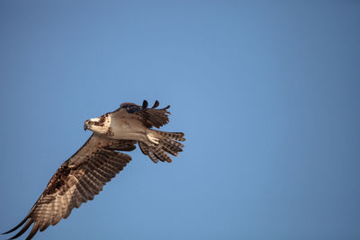 Low angle view of eagle flying against clear blue sky