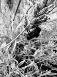 Close-up of bee pollinating on flower