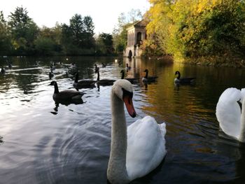 Swans swimming in lake