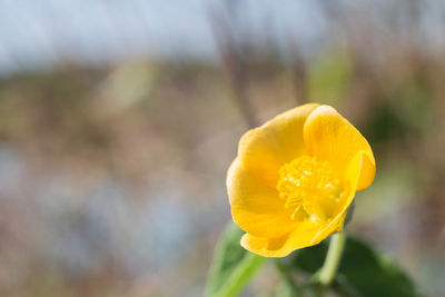 Close-up of yellow flower