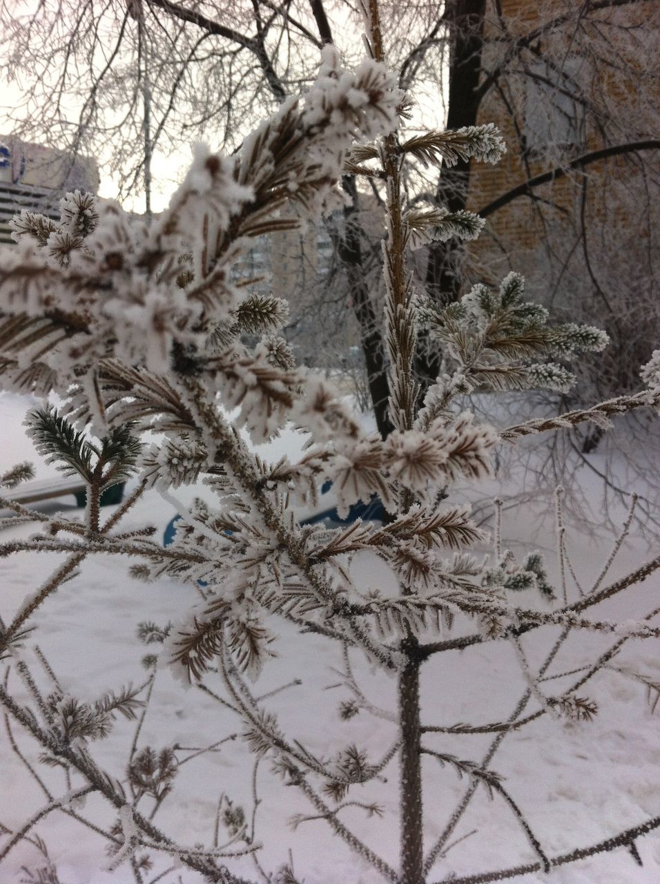 bare tree, branch, tree, tree trunk, nature, low angle view, growth, dead plant, winter, snow, tranquility, cold temperature, dried plant, sky, beauty in nature, season, outdoors, day, no people, dry