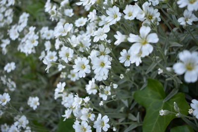 Close-up of white flowering plant