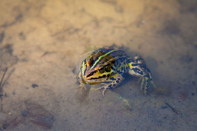 High angle view of turtle