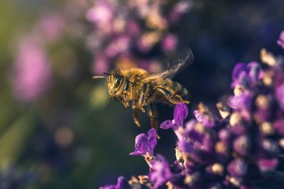 Close-up of bee pollinating on purple flower