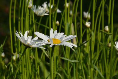 Close-up of white flowering plant on field