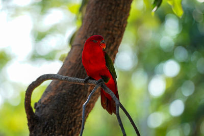 Close-up of a bird perching on branch