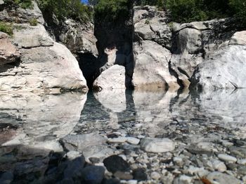 Bird on rock by water