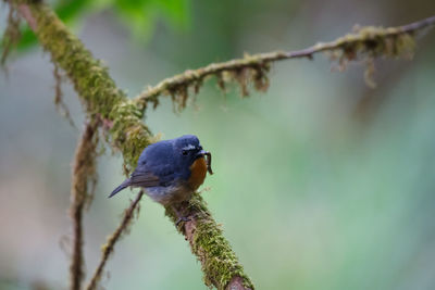 Close-up of bird perching on branch