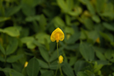 Close-up of yellow flowering plant